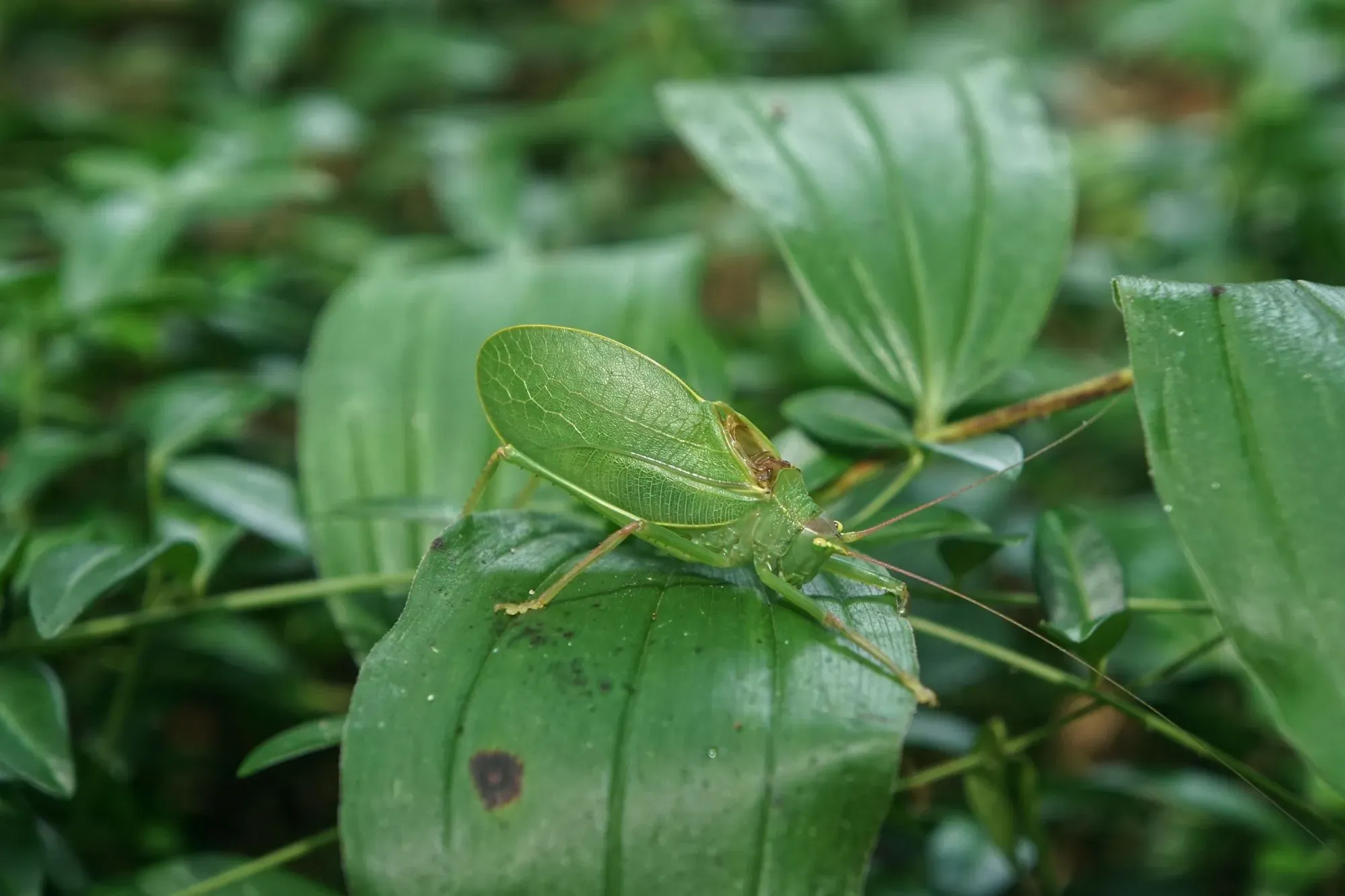 A katydid bite can cause itching, swelling, or discomfort.