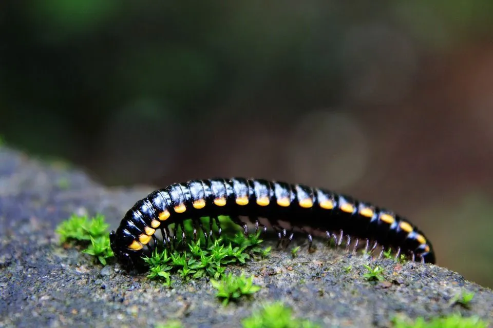 Keep reading about millipede legs to know if they are any different from those of centipedes and how you can treat the pest issue!