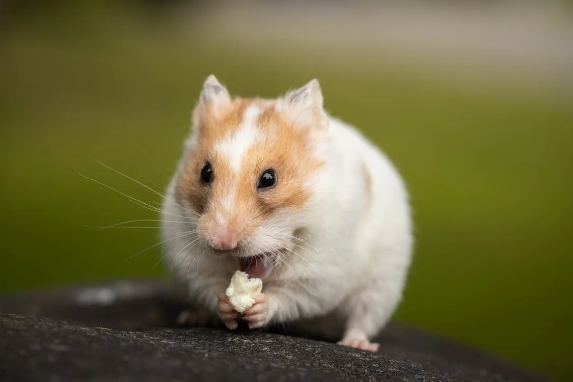 Kidney beans are considered to be extremely toxic for hamsters.