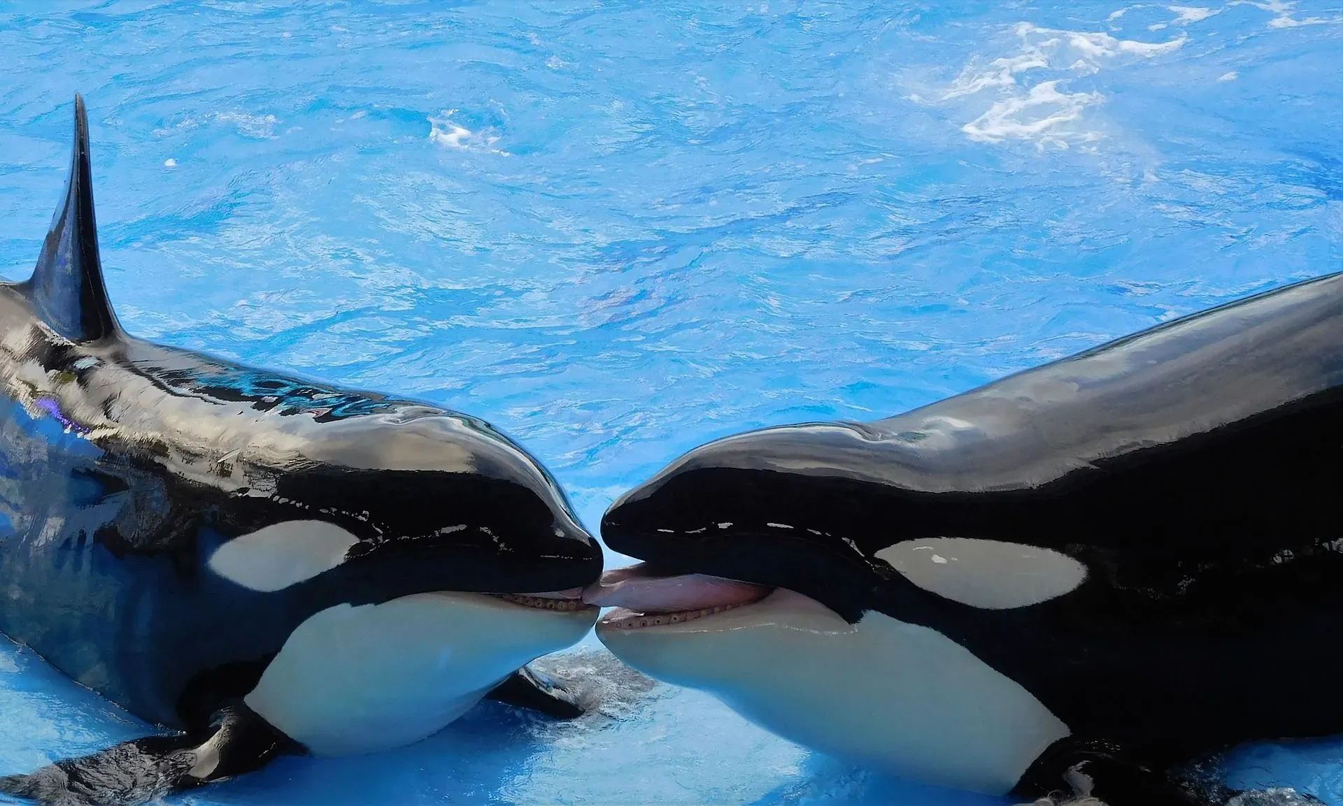 Killer whale eyes are located on each side of the head.