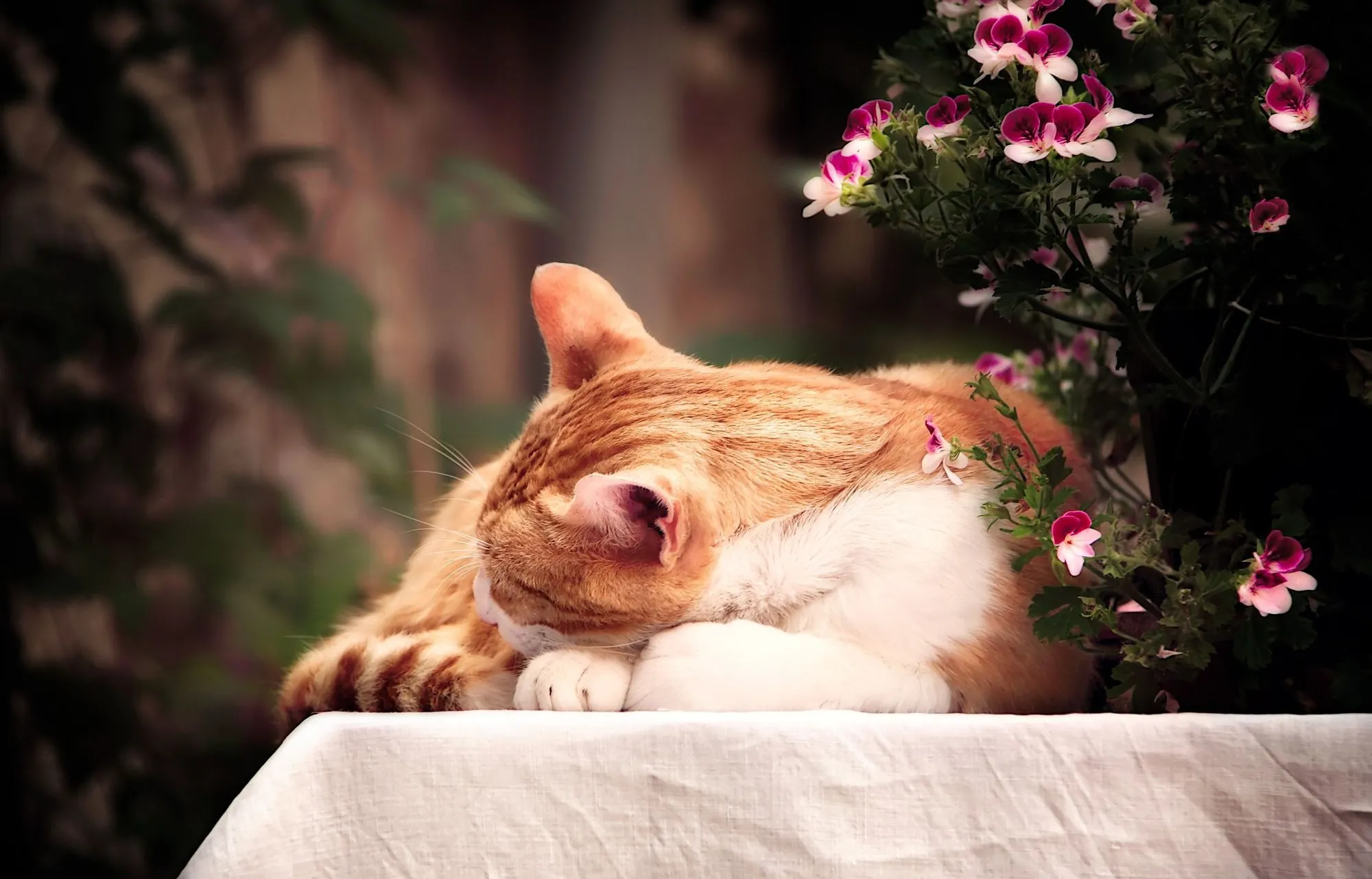 Are Roses Toxic To Cats? Know Symptoms Of Rose Toxicity In Your Pet Cat