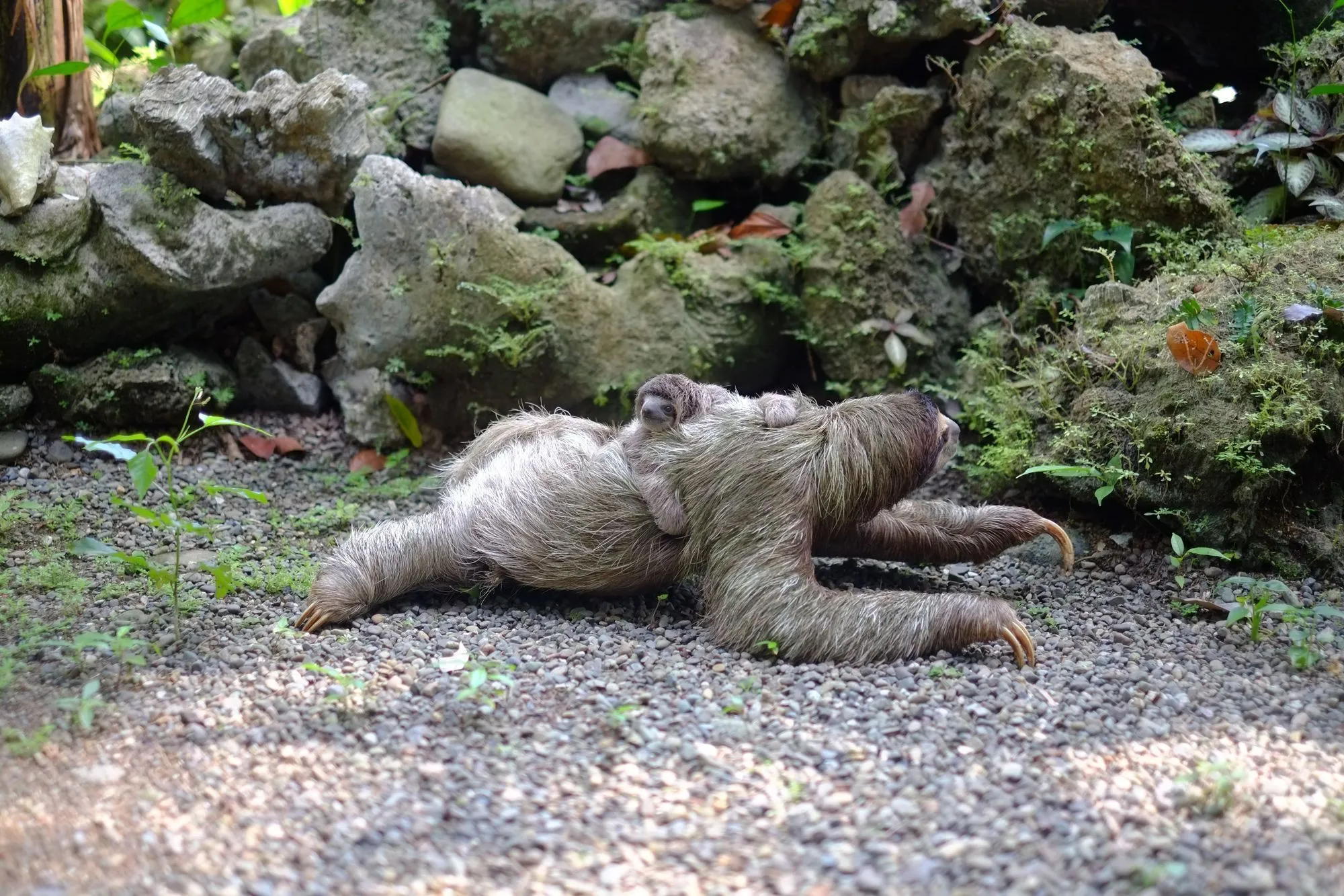The pygmy three-toed sloth can only be found on a remote island near the coast of Panama, and its current population numbers make it Critically Endangered according to the IUCN Red List.