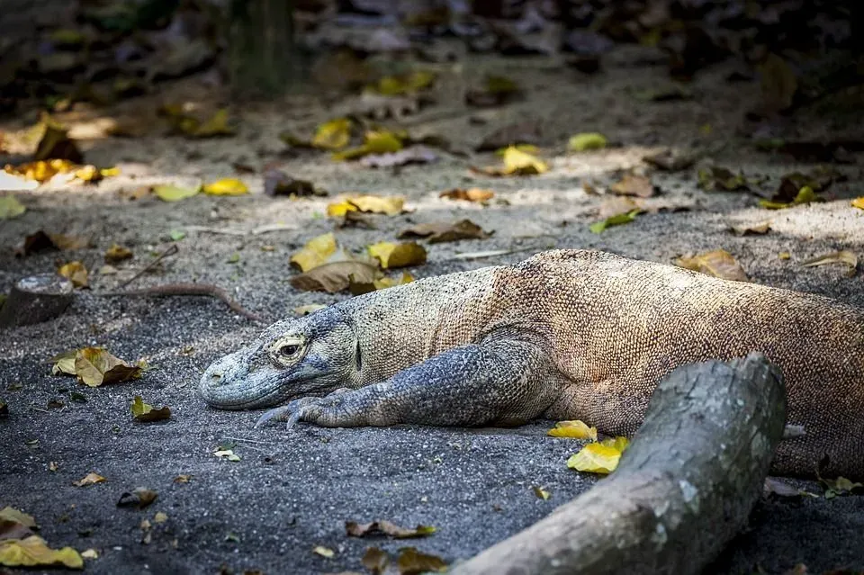 One of the Komodo island facts is that a Komodo dragon is found at the Komodo National Park in Indonesia.