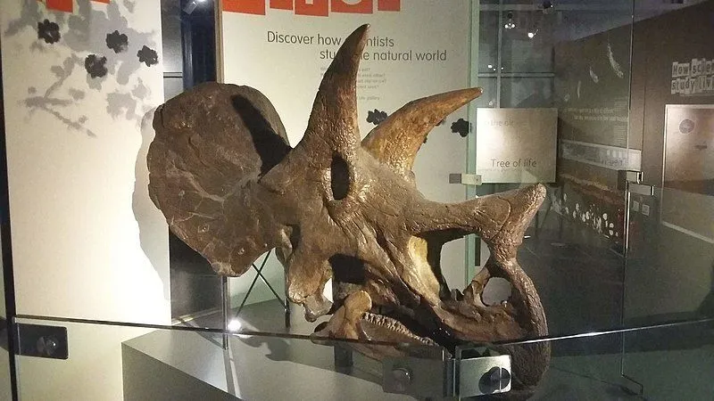 Kulceratops facts are compiled from its scarce remains found in Asia.