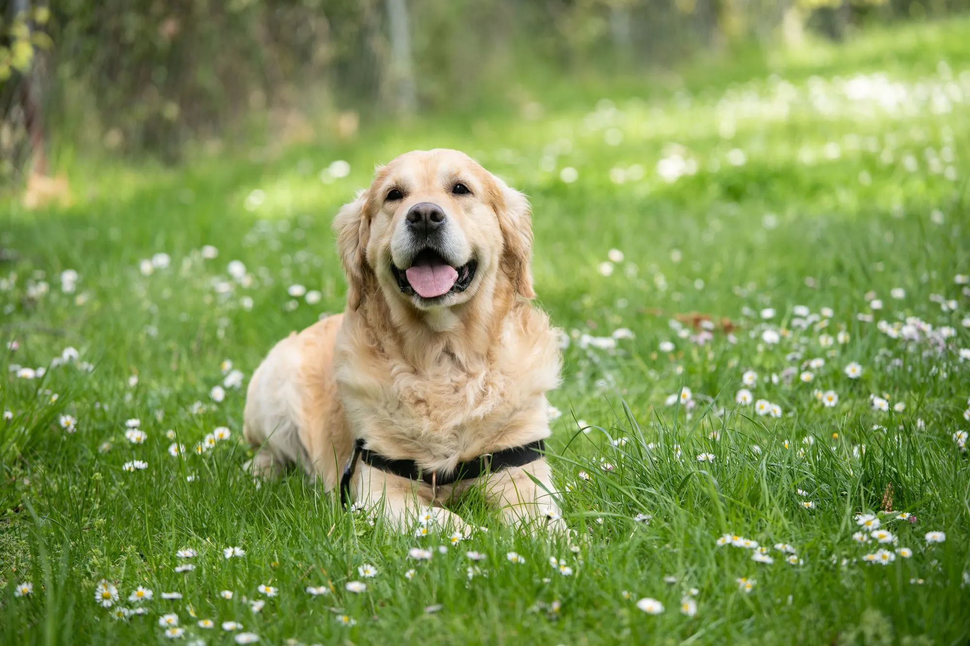 what is the life expectancy of a pedigree labrador