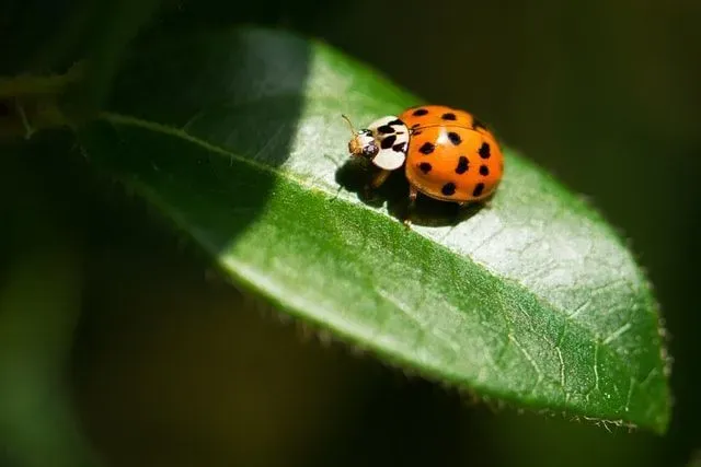 Amazing detailed facts on ladybug stages of life.