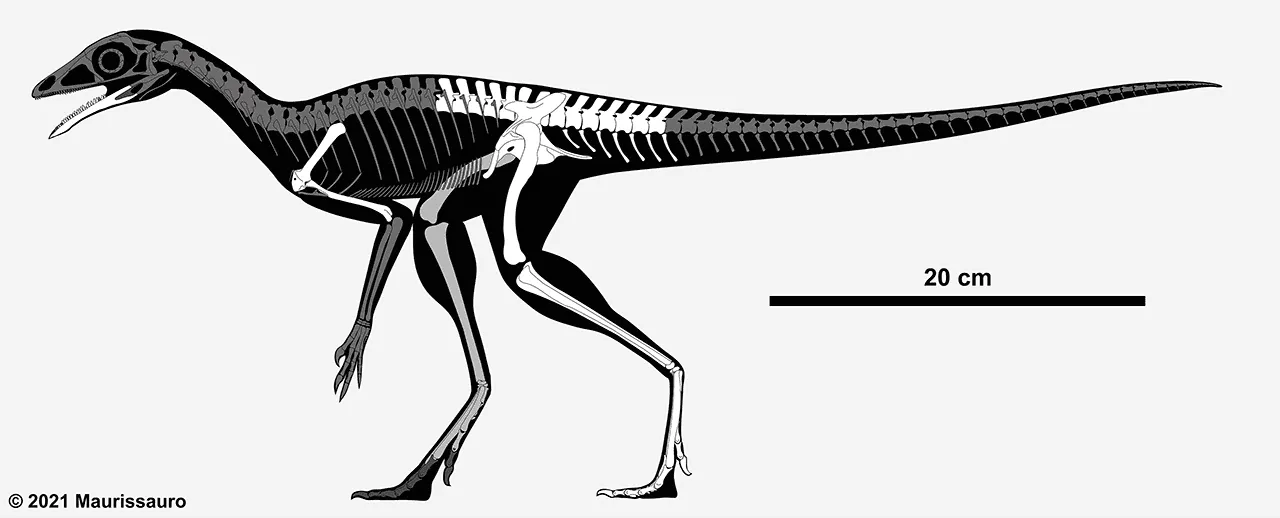 Here is a skeleton structure sketch of the dinosaur