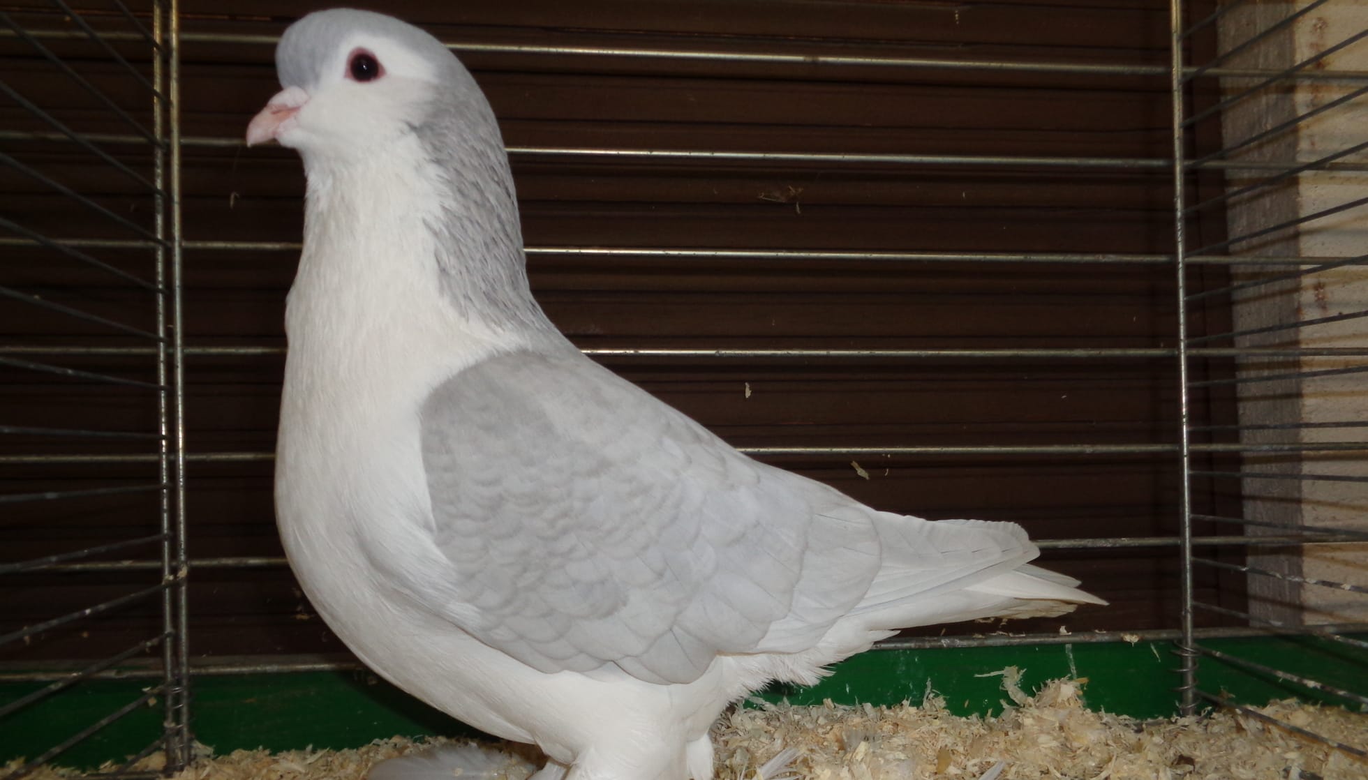 Lahore Pigeon