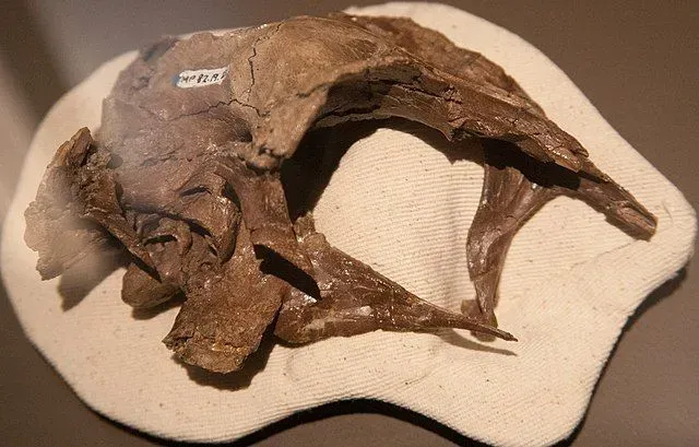 Skull specimen of the dinosaur Latenivenatrx