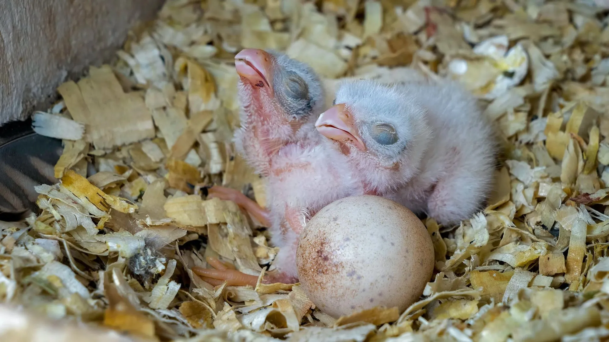 Learn All About Astounding Animals That Hatch From Eggs! | Kidadl