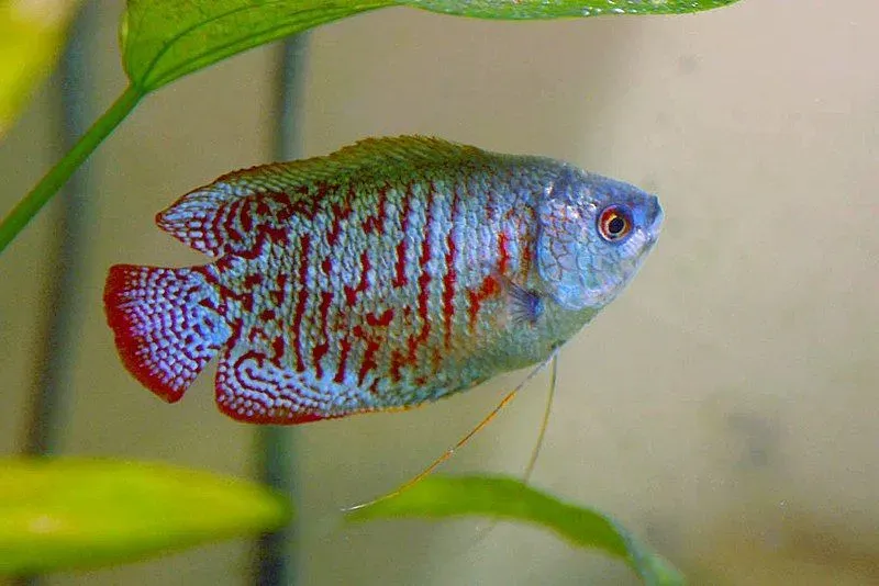 Learn dwarf gourami facts to know about a new species.