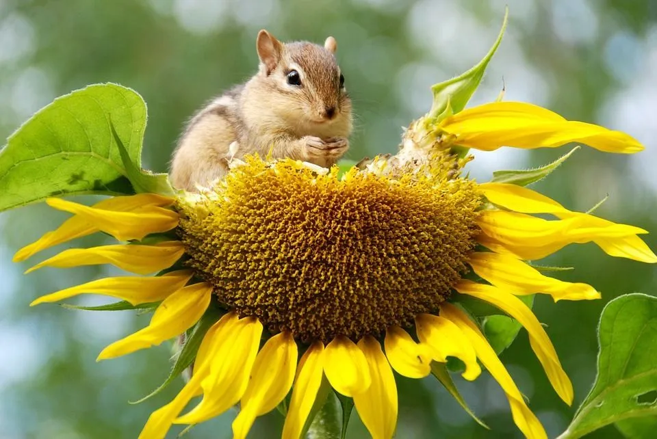Chipmunk Food: Not Just Nuts-Seeds! Know All About Their Favorite Food |  Kidadl