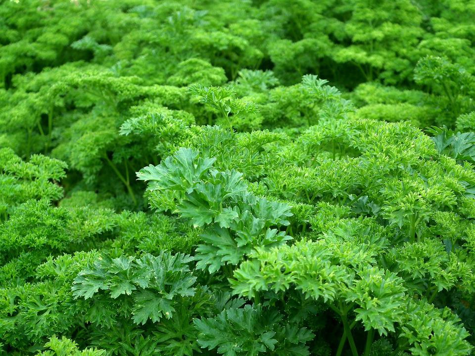 30 Parsley Nutritional Facts About The Detoxing Herb For You 7334