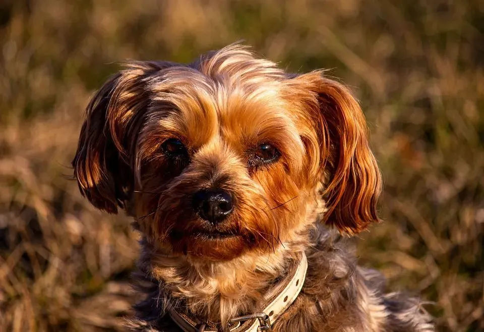 Learn more about the Morkie's lifespan!