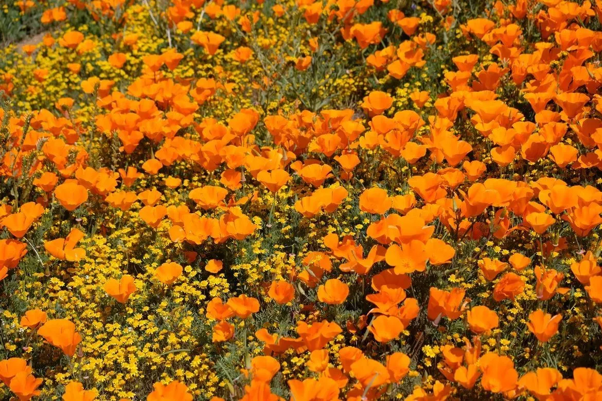 Learn some California state flower facts here and find out how to grow it at home.