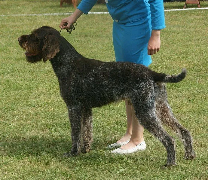 Learning German wirehaired pointer facts help to know a new dog breed.