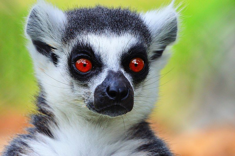 Mexican lemurs are found in Mexico and other places such as South America.