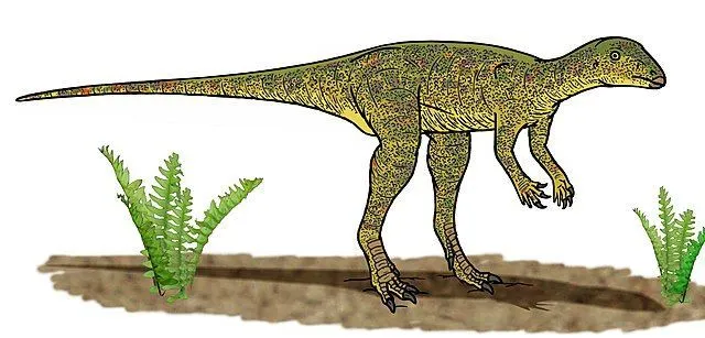 The Lesothosaurus is one of the Ornithischian dinosaurs having a short and flat head with large eyes, a flexible neck, and a long pointed tail.