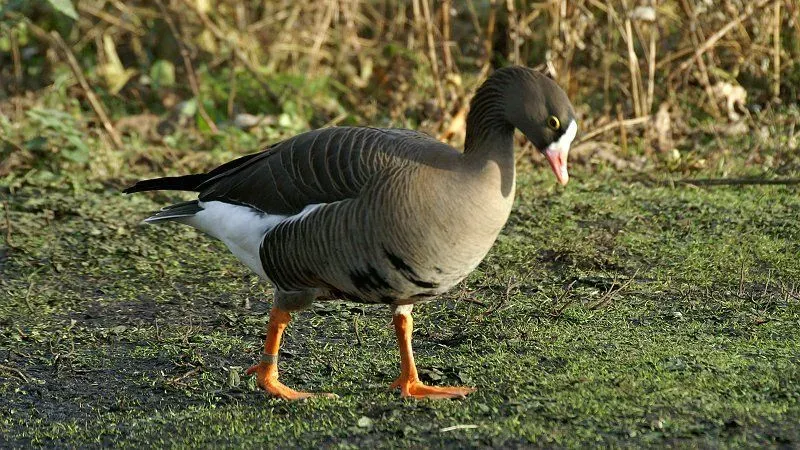 The lesser white-fronted goose species survive on plant matter.