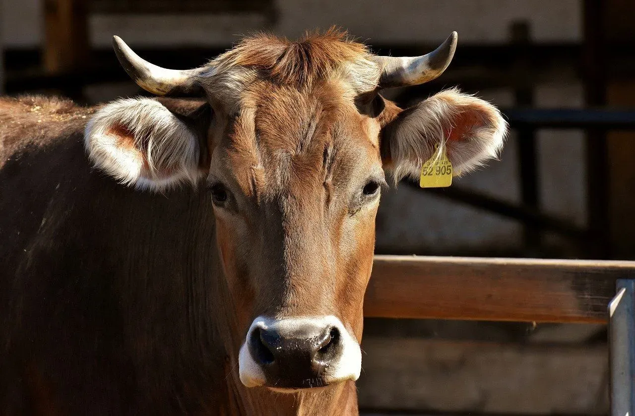 Let's discover the difference between ox and bull, and how these differences come about.