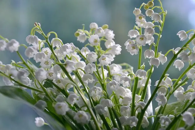Discover fascinating facts about the lily of the valley here.