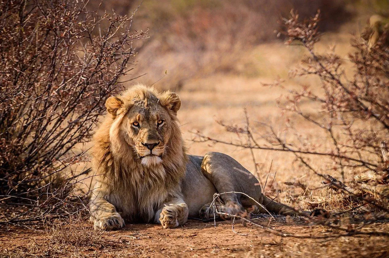 Lions are listed as Vulnerable species by the IUCN.