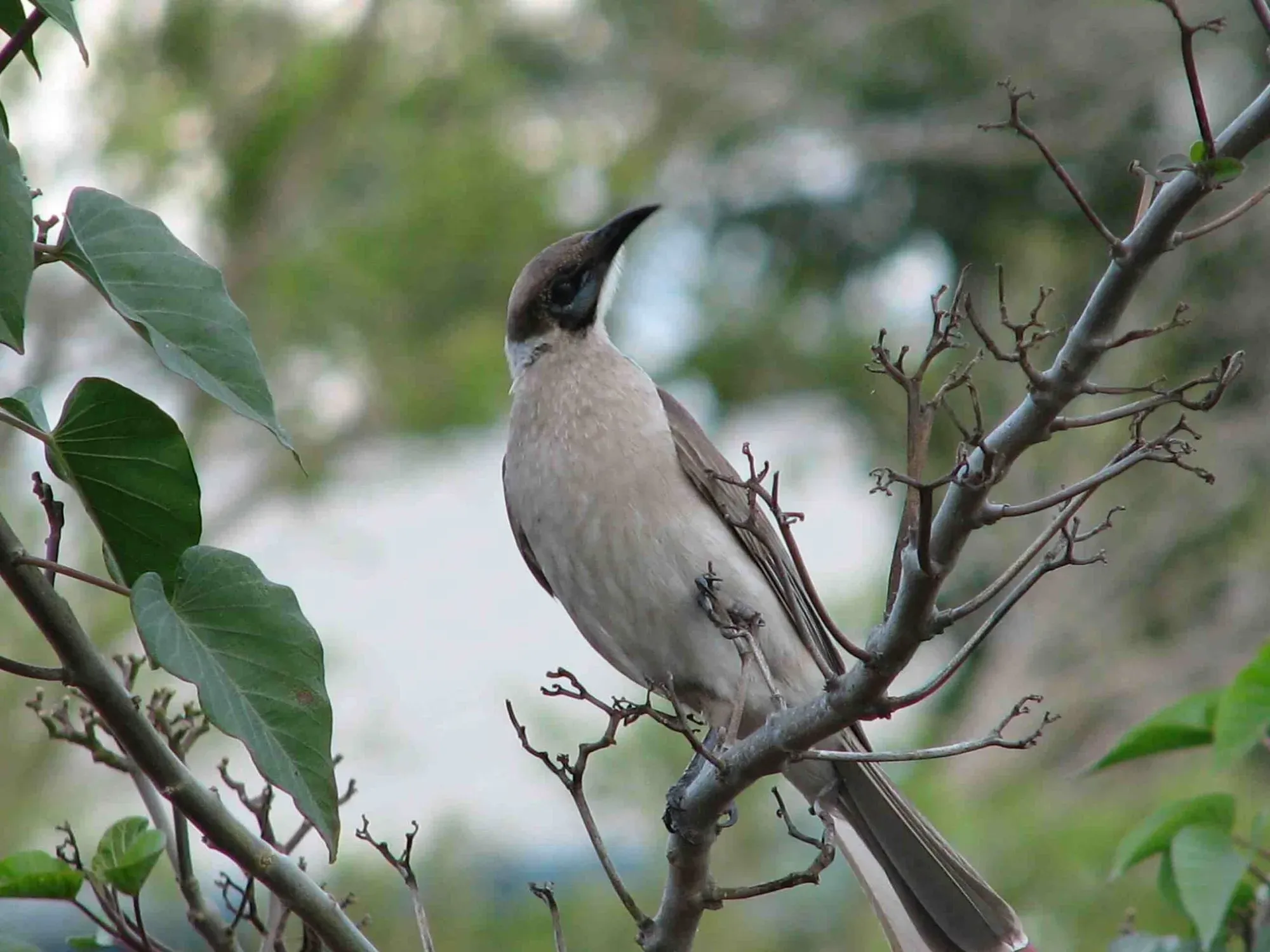 The little friarbird has a brown-gray body with a bare blue face.