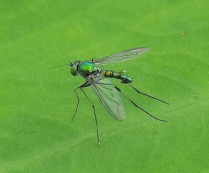 Long-legged fly facts are great for kids.