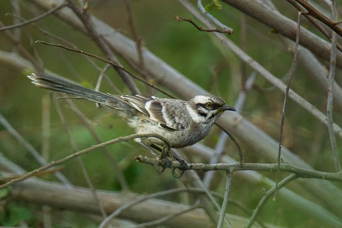 The long-tailed mockingbird is monogamous in nature.