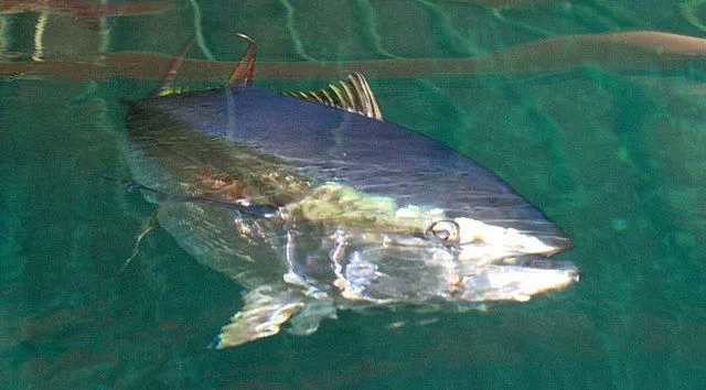 Longtail tuna has a great length along with silvery and blackish scales.