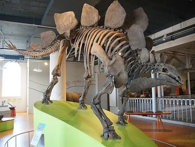 It belonged to clade Dinosauria, Ornithischia order, and genus Loricatosaurus.