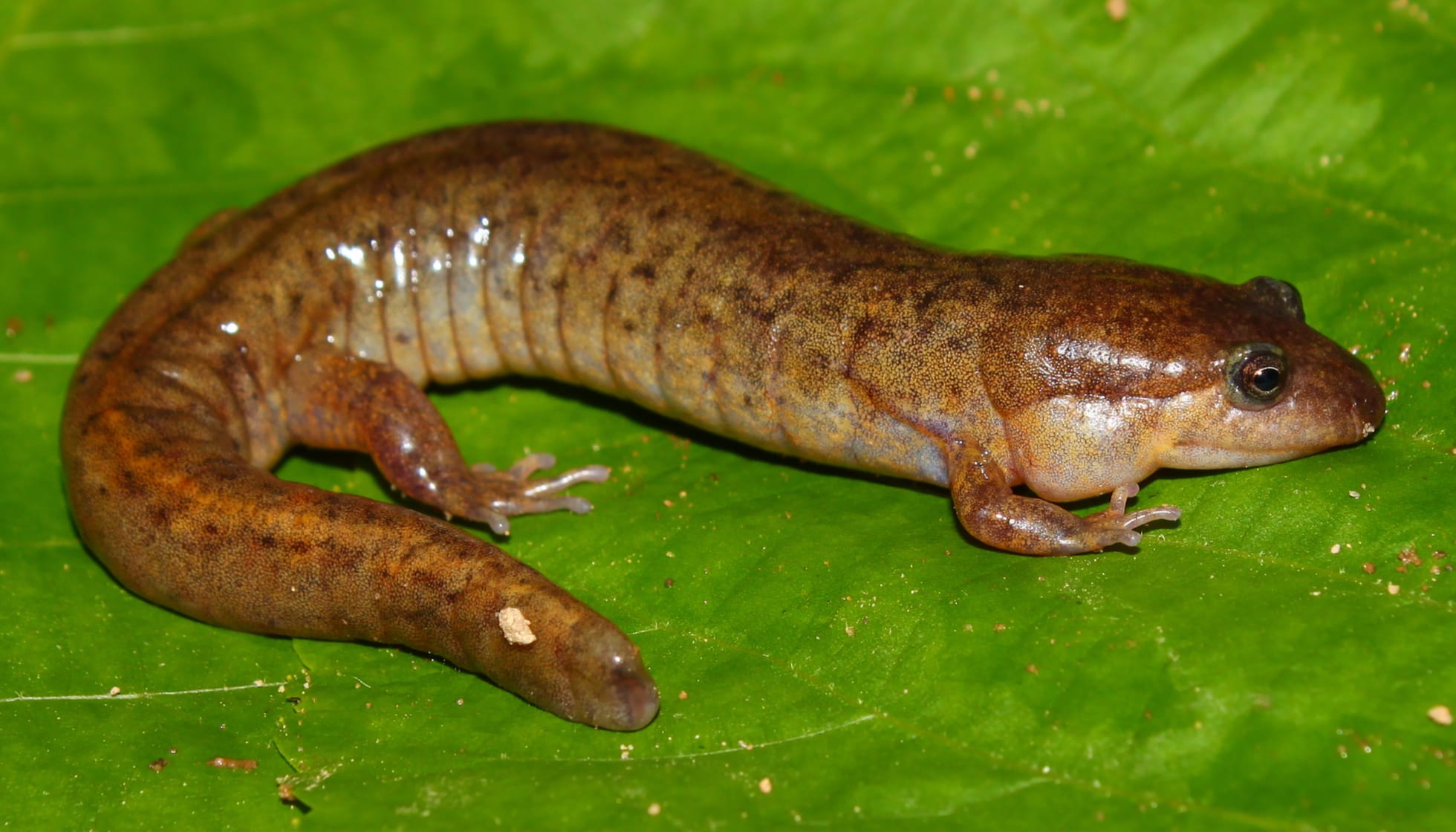 Fun Lungless Salamander Facts For Kids Kidadl