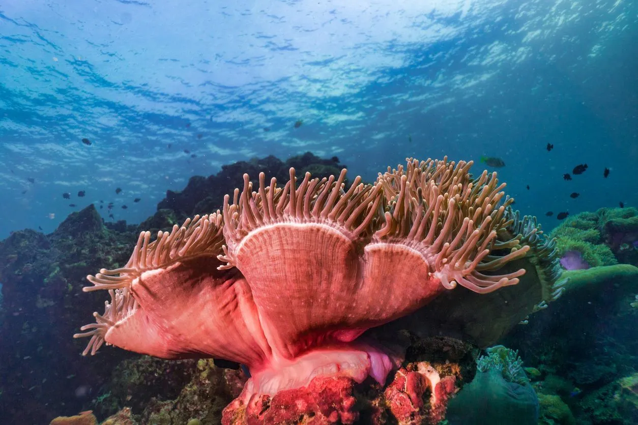 Magnificent sea anemone facts that children will love to know.