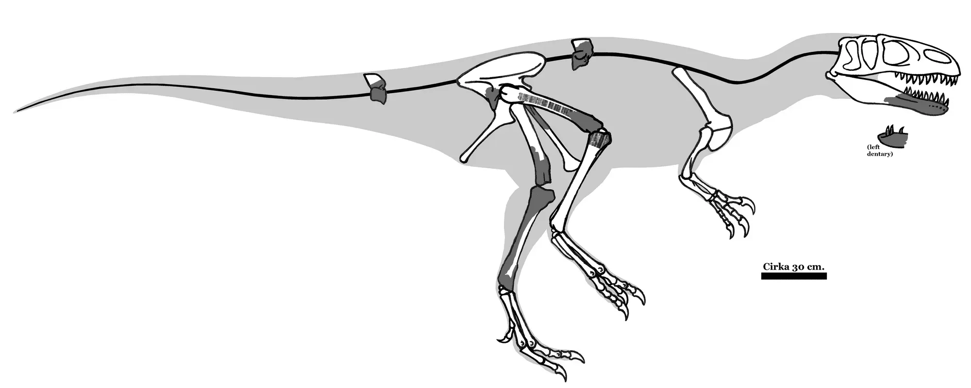 Magnosaurus facts help to learn about a new species of dinosaurs.
