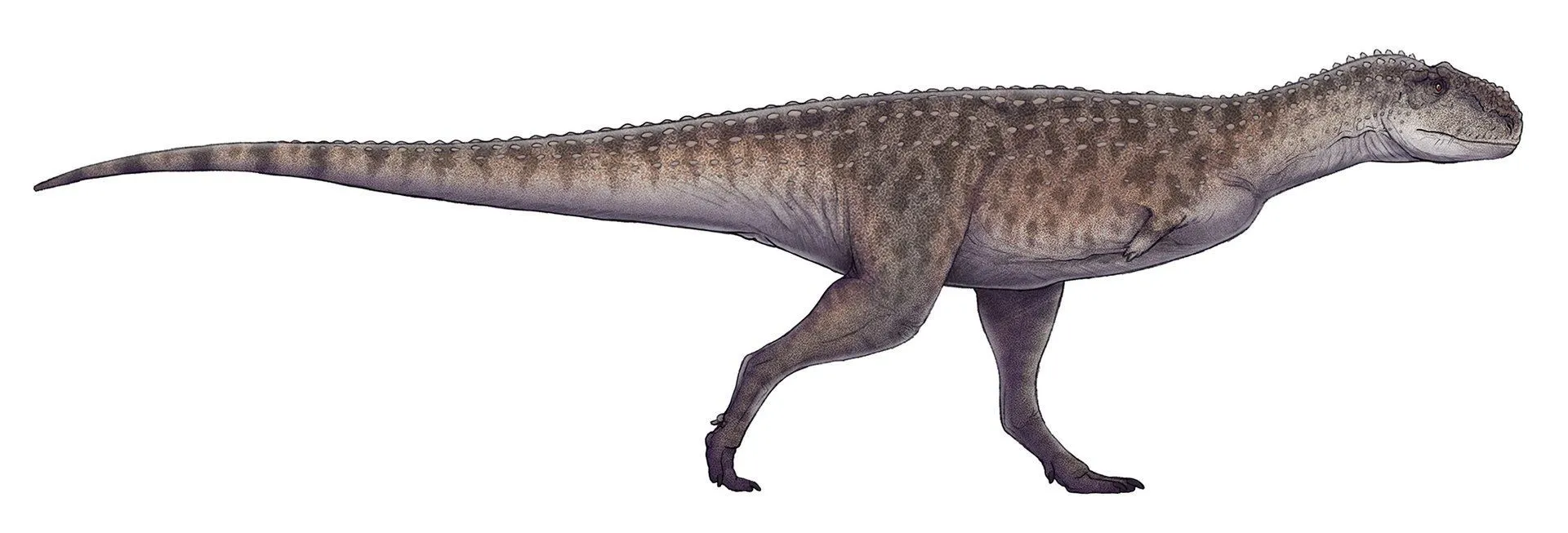 Majungasaurus had replaceable teeth and short arms.