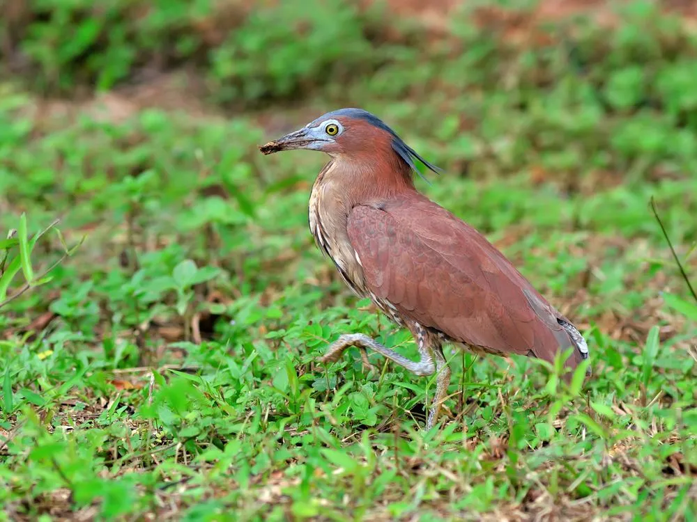 Malayan night heron facts will absolutely amaze you!