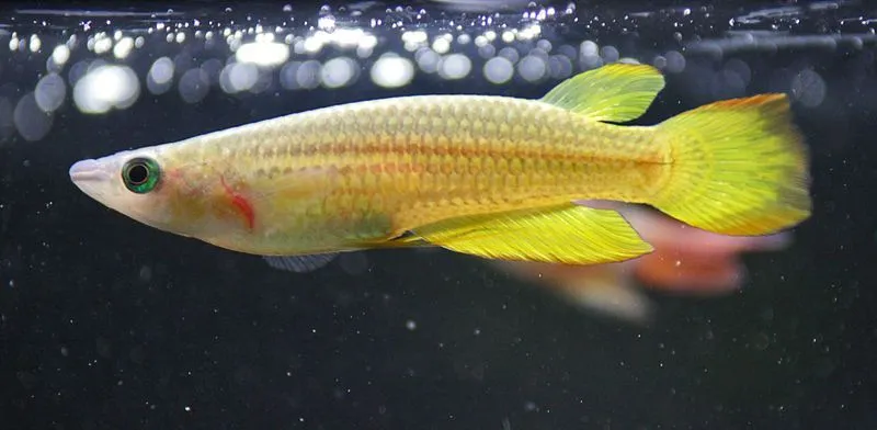 Males of the golden panchax species are more colorful than females.