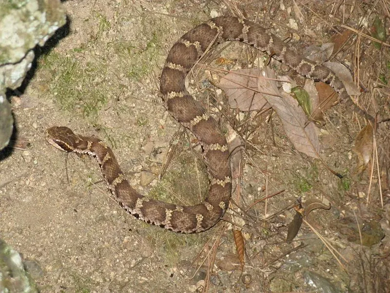 Mamushi snakes are mostly active at night.