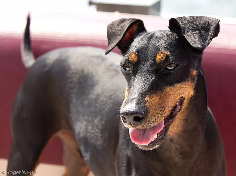 Manchester terrier facts help to know about a new dog species.
