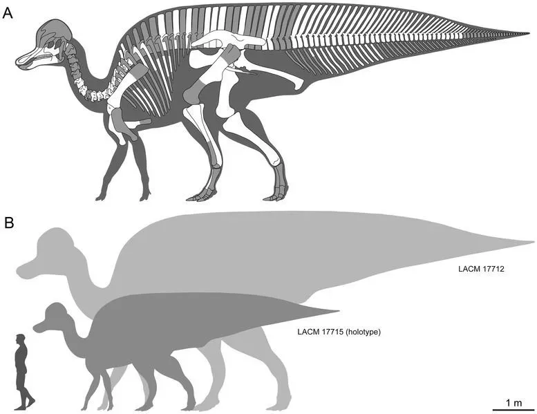 Mangapaulia facts include that the chevrons at the base of their tail were four times bigger compared to the vertebrae centra.