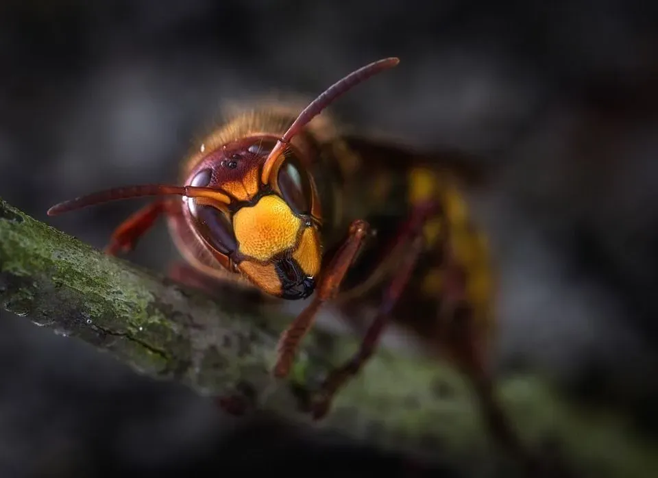 Many biology students want to learn more about hornet  vs yellowjacket behavior comparison.