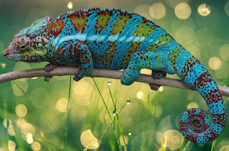 Many pet owners ask 'are chameleons good pets?'