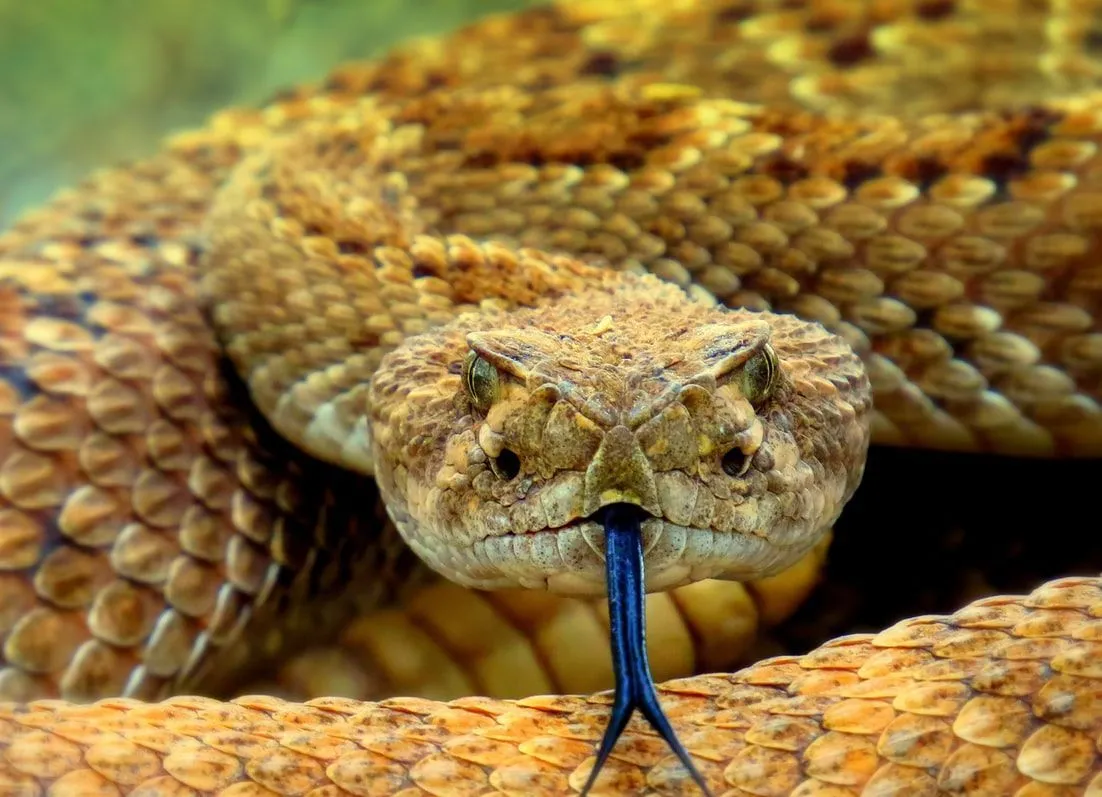 Many vertebrates present in the back of a snake help in creating a high level of flexibility.