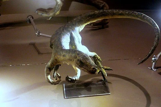 The Marasuchus had a dark body coloration.