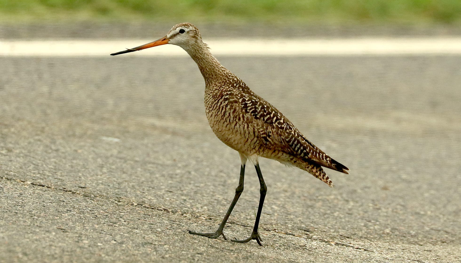 Marbled Godwit standing on a road