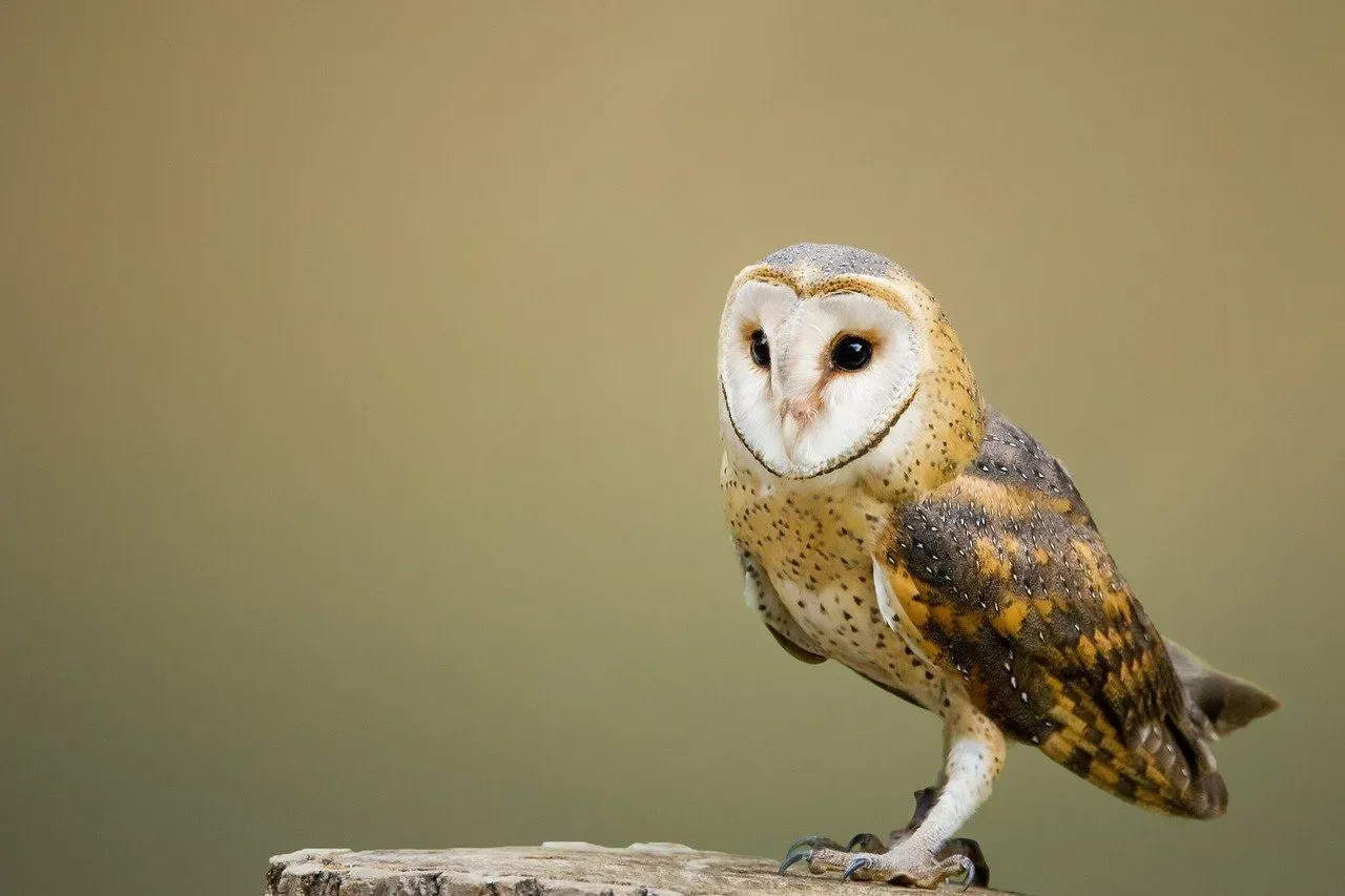 Marsh owls have a pale disk outlining the face.