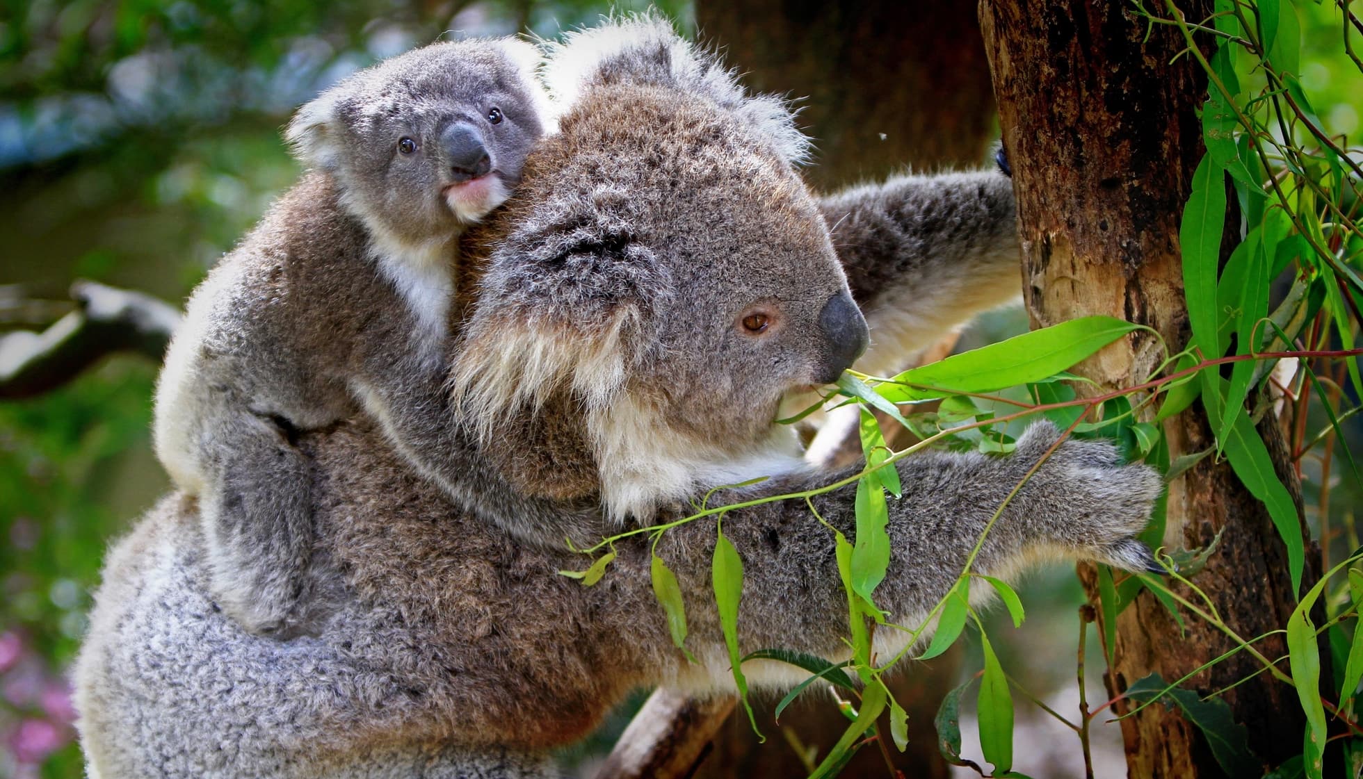 Fun Marsupial Facts For Kids | Kidadl