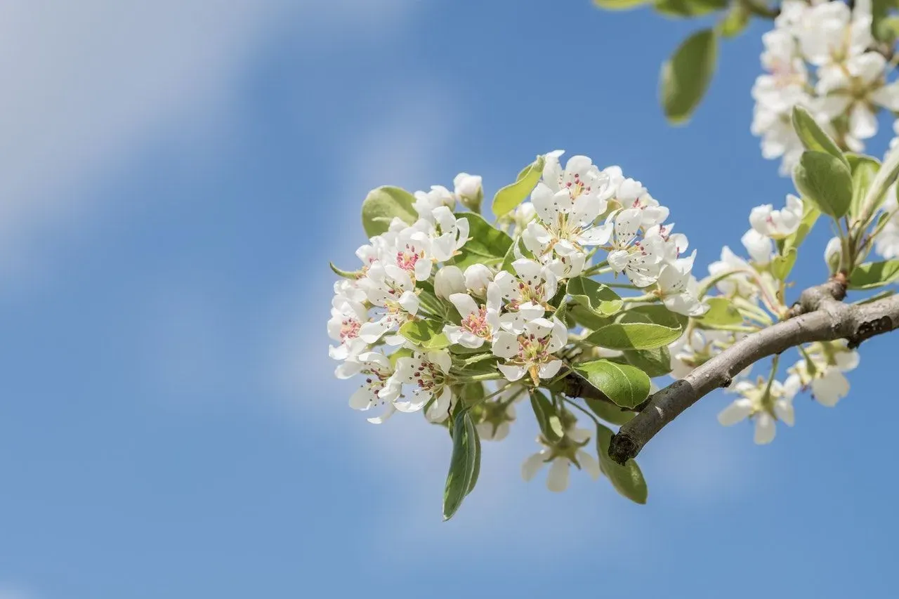 Learn some great apple blossom facts and enjoy learning about this wonderfully fragrant flower of the apple tree.