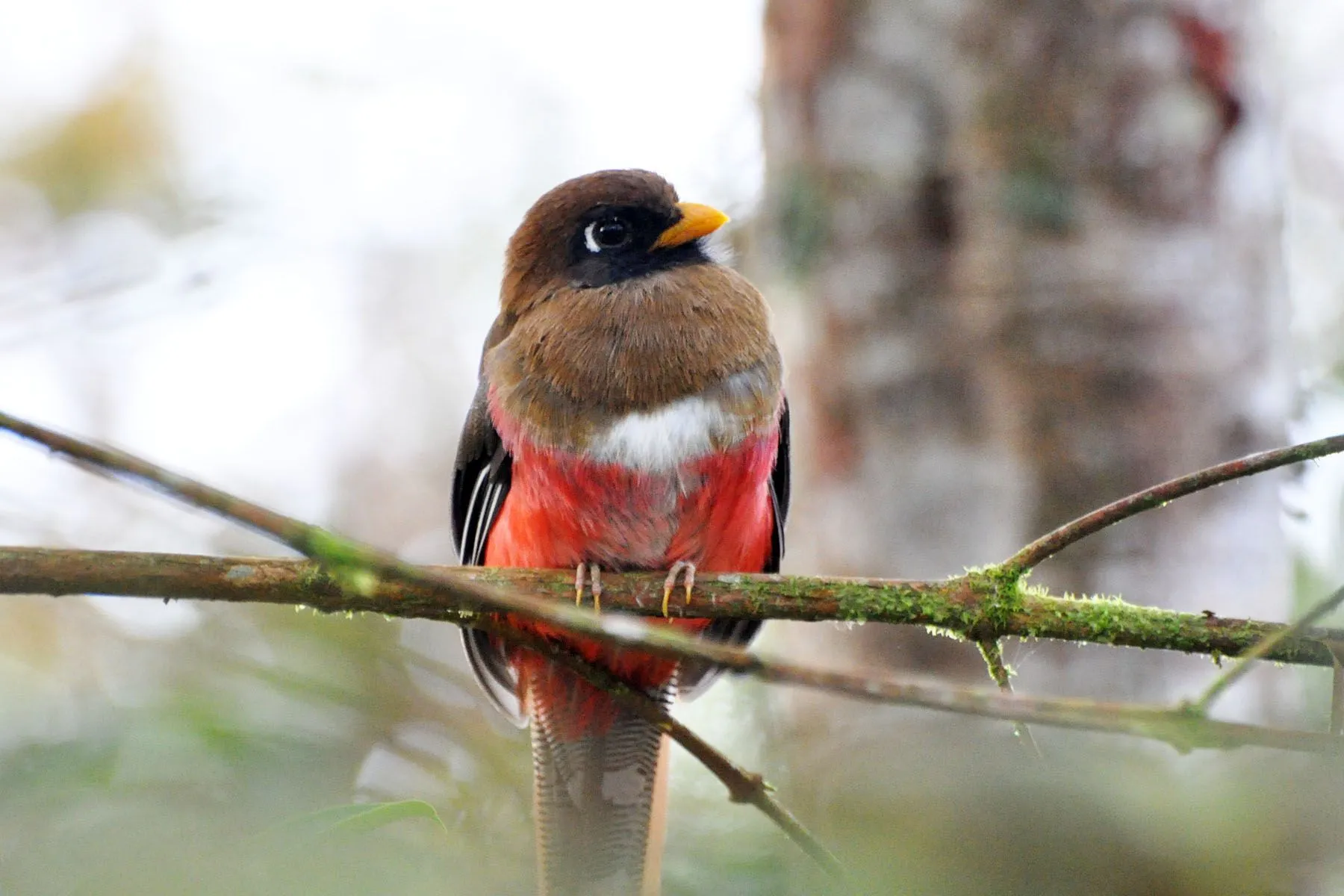 The masked trogon is a very colorful bird.