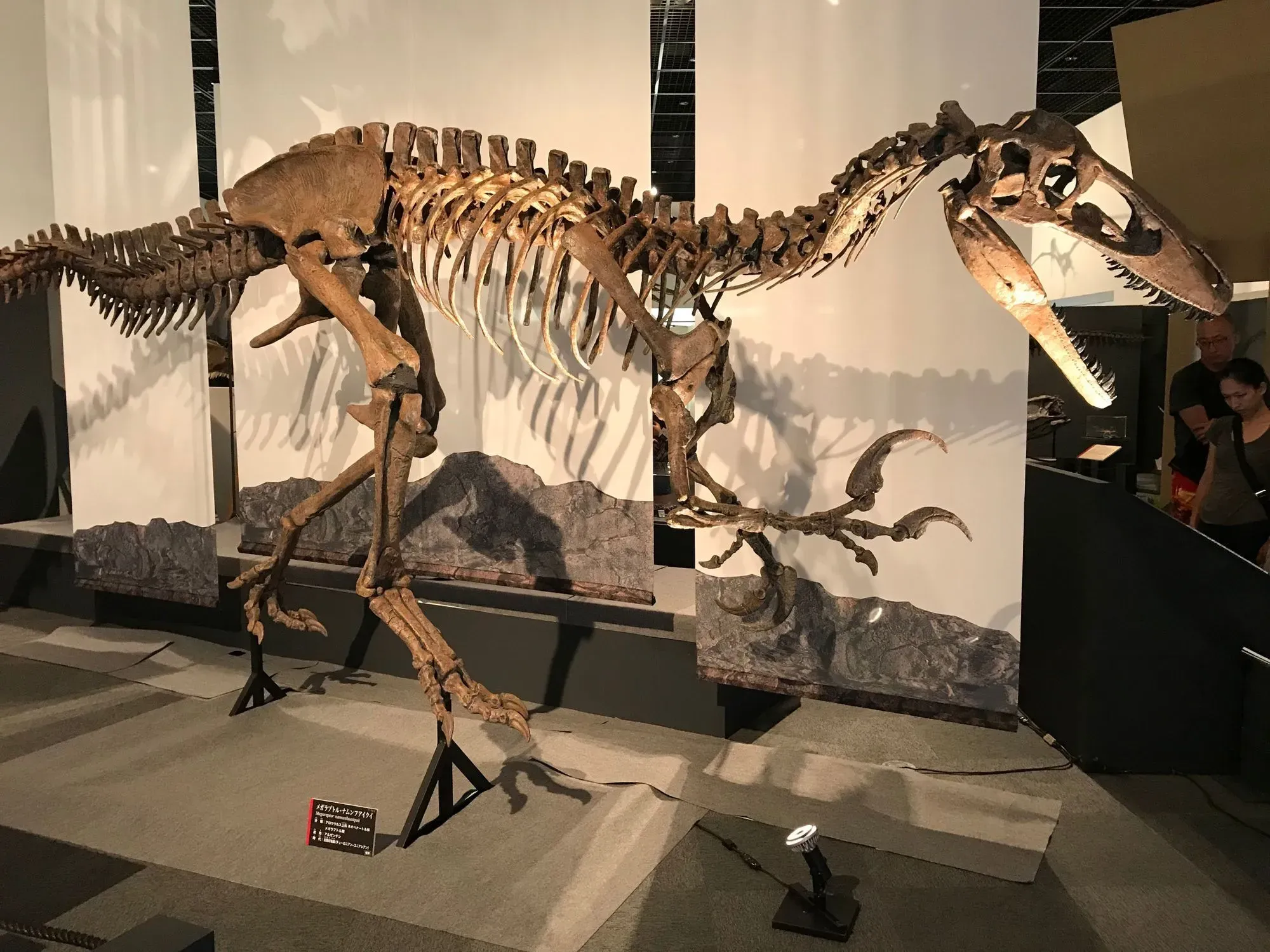 Interesting things you shouldn't miss out about the giant Megaraptor.